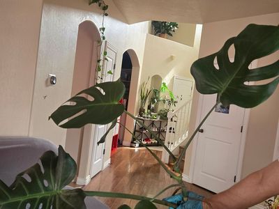 Healthy Monstera Deliciosa