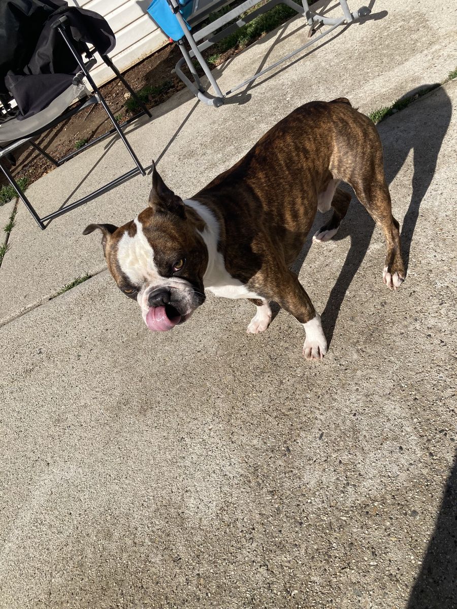 Boston Terrier Male (stud Only)