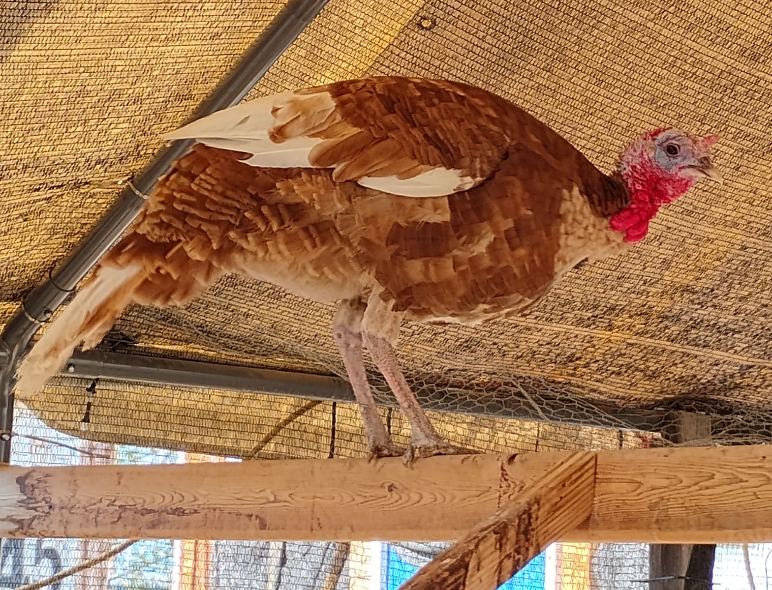 Bourbon Red Heritage Breed Tom Turkey - TRADE FOR HEN