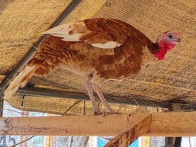 Bourbon Red Heritage Breed Tom Turkey - TRADE FOR HEN