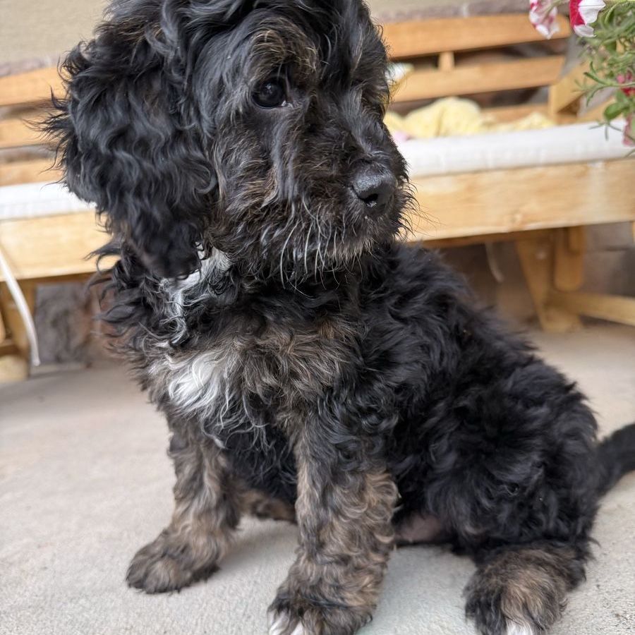 Adorable Bernedoodle Puppies - 2 Male, Ready Now, Family-Raised