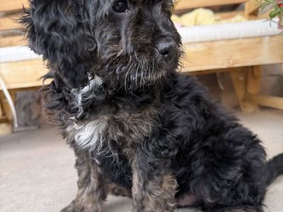 Adorable Bernedoodle Puppies - 2 Male, Ready Now, Family-Raised