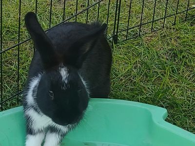Mini Rex Mix Bunnies