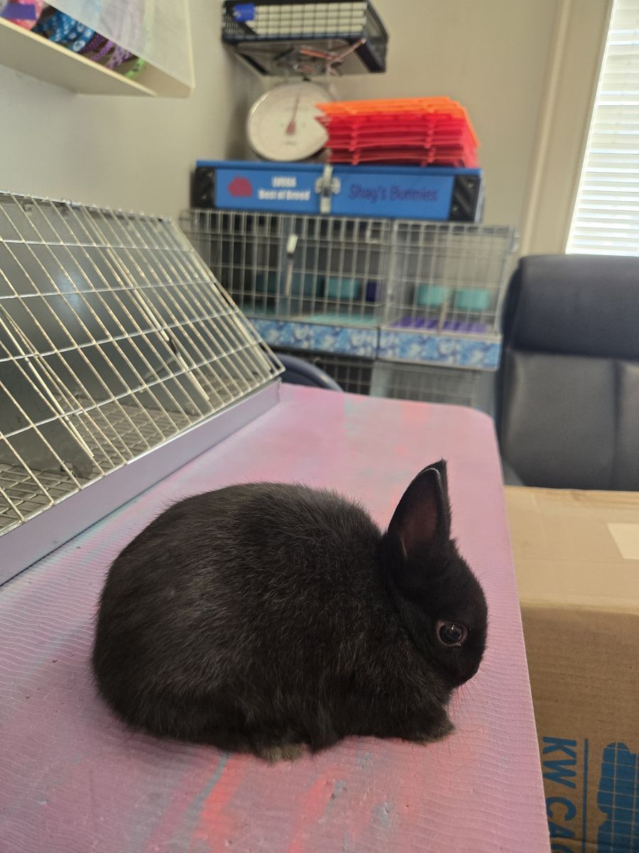 Purebred Polish mini dwarf size boy