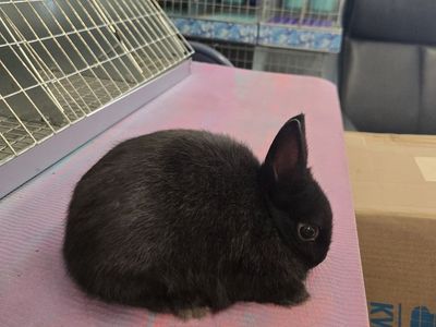 Purebred Polish mini dwarf size boy