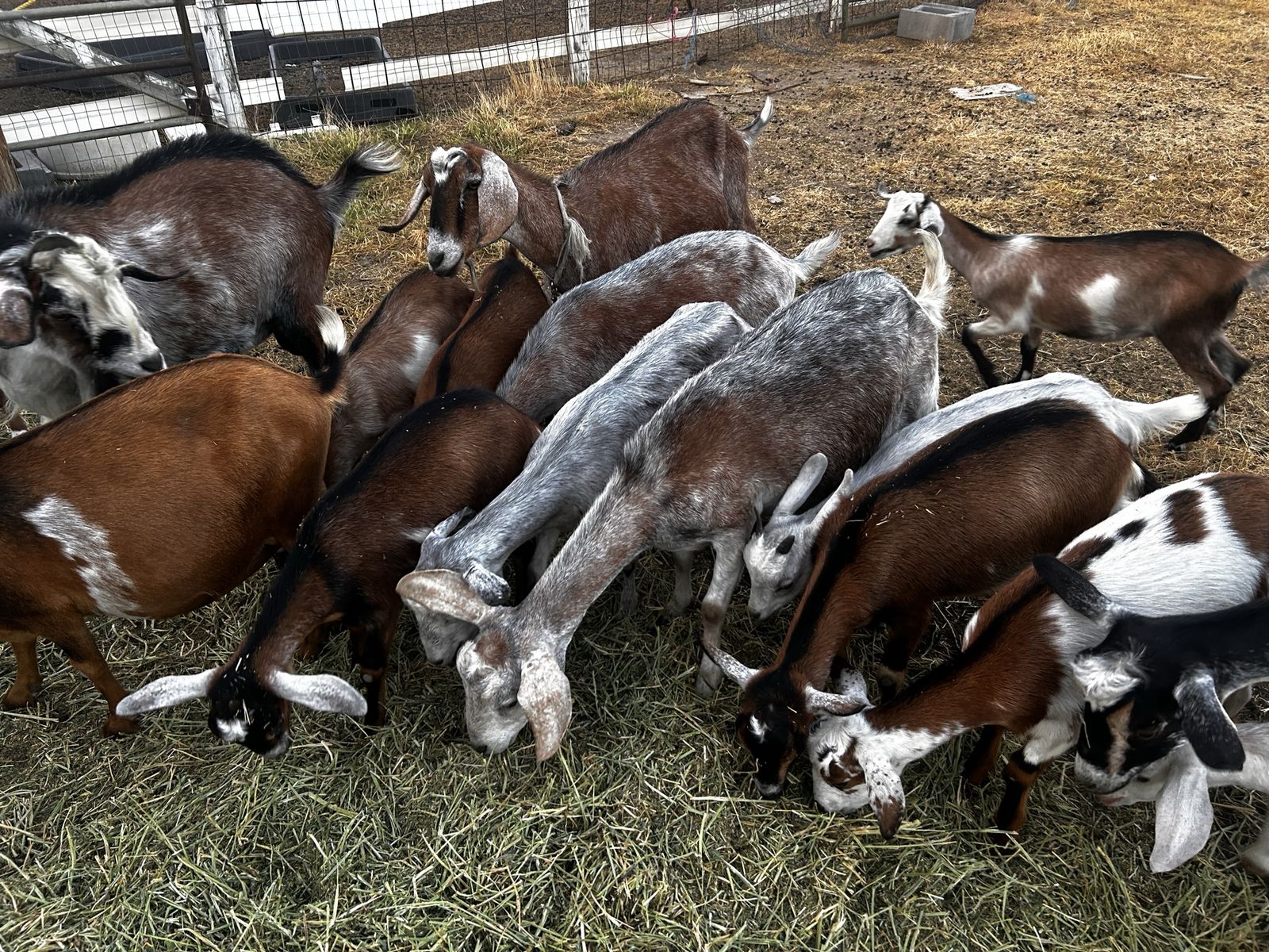Good goat herd