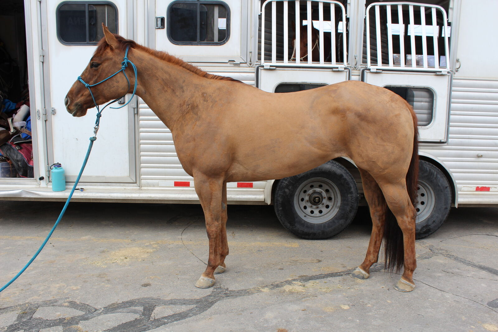 3 Yr Old Red Dun Mare