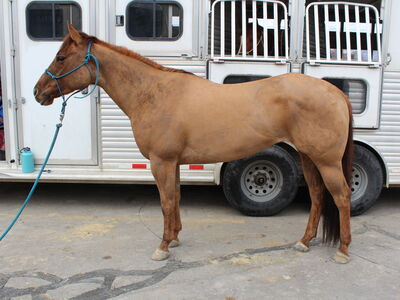 3 Yr Old Red Dun Mare