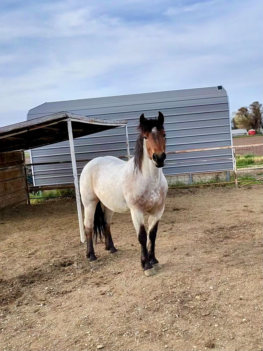 Half draft quarter horse x Belgian Brabant
