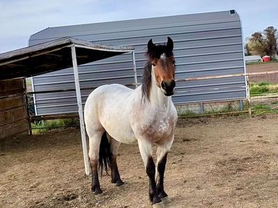 Half draft quarter horse x Belgian Brabant