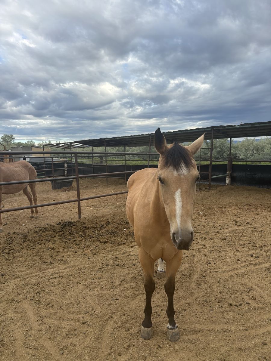 15-Year-Old Buckskin Mare - Riding and Wagon Horse