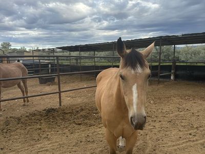 15-Year-Old Buckskin Mare - Riding and Wagon Horse