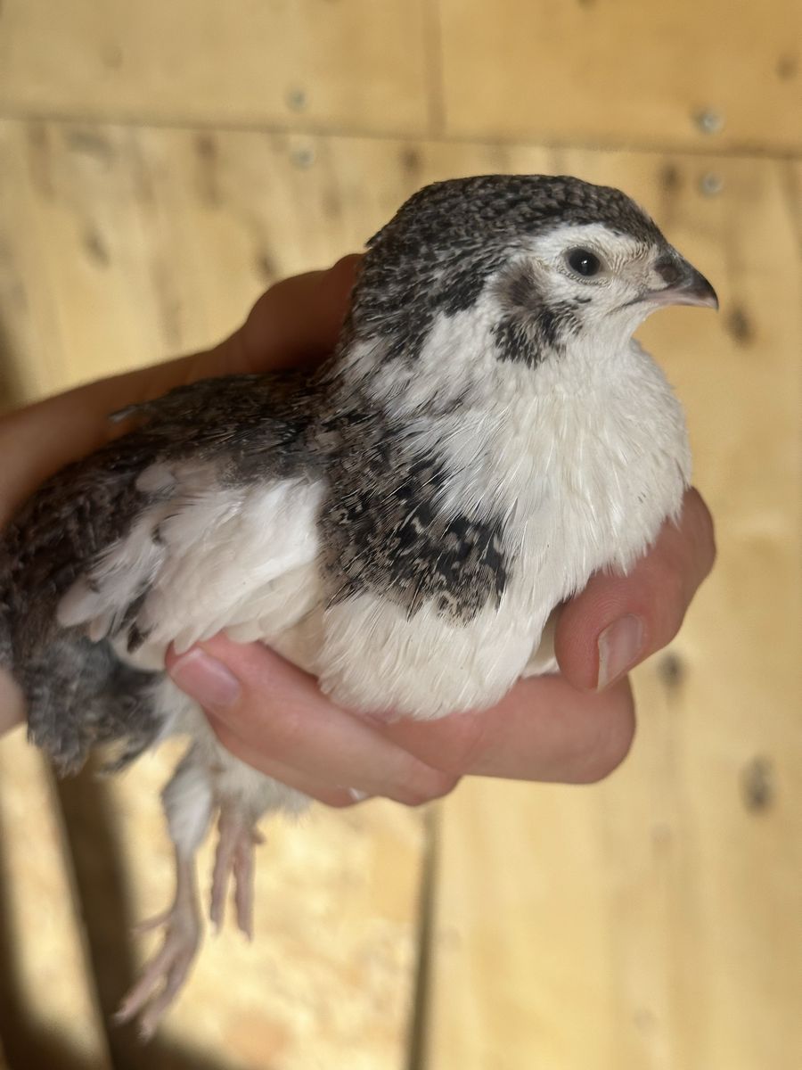 Young celadon rooster 