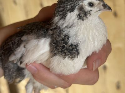 Young celadon rooster