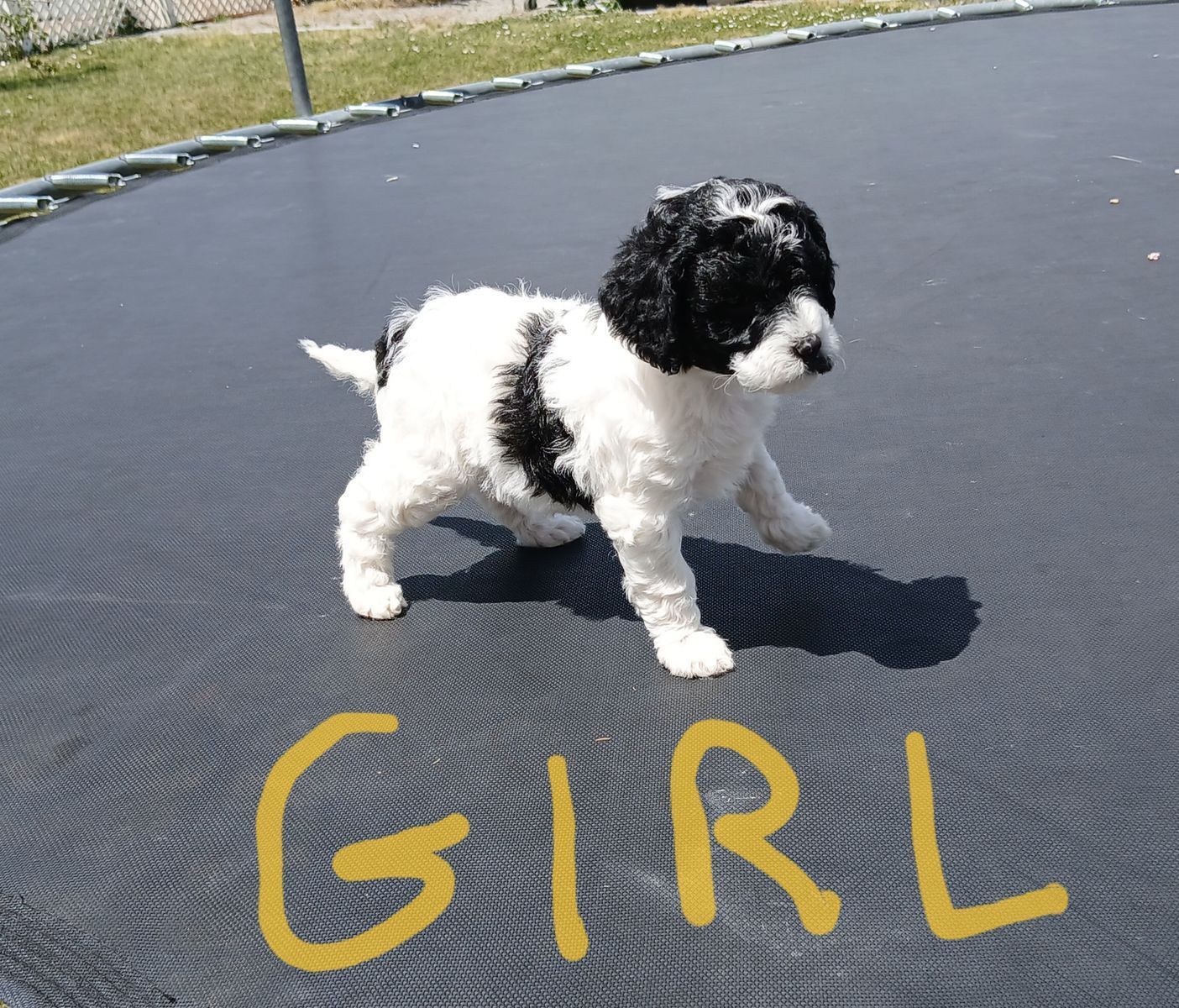 Cavapoo Female Puppy