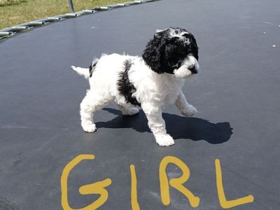 Cavapoo Female Puppy