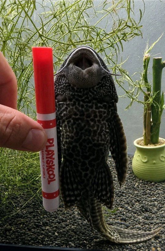 sucker fish clean up crew fresh water