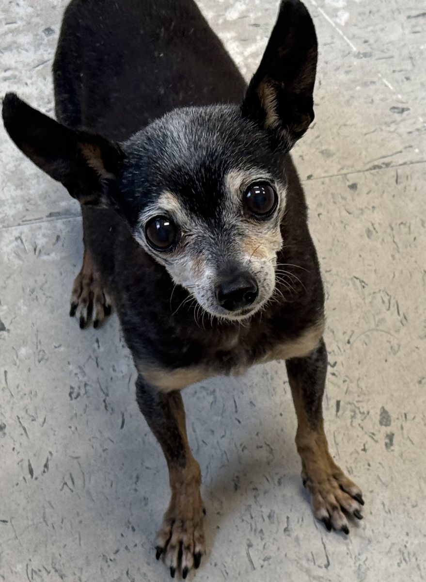 A163467 Yzma is Available for Adoption!