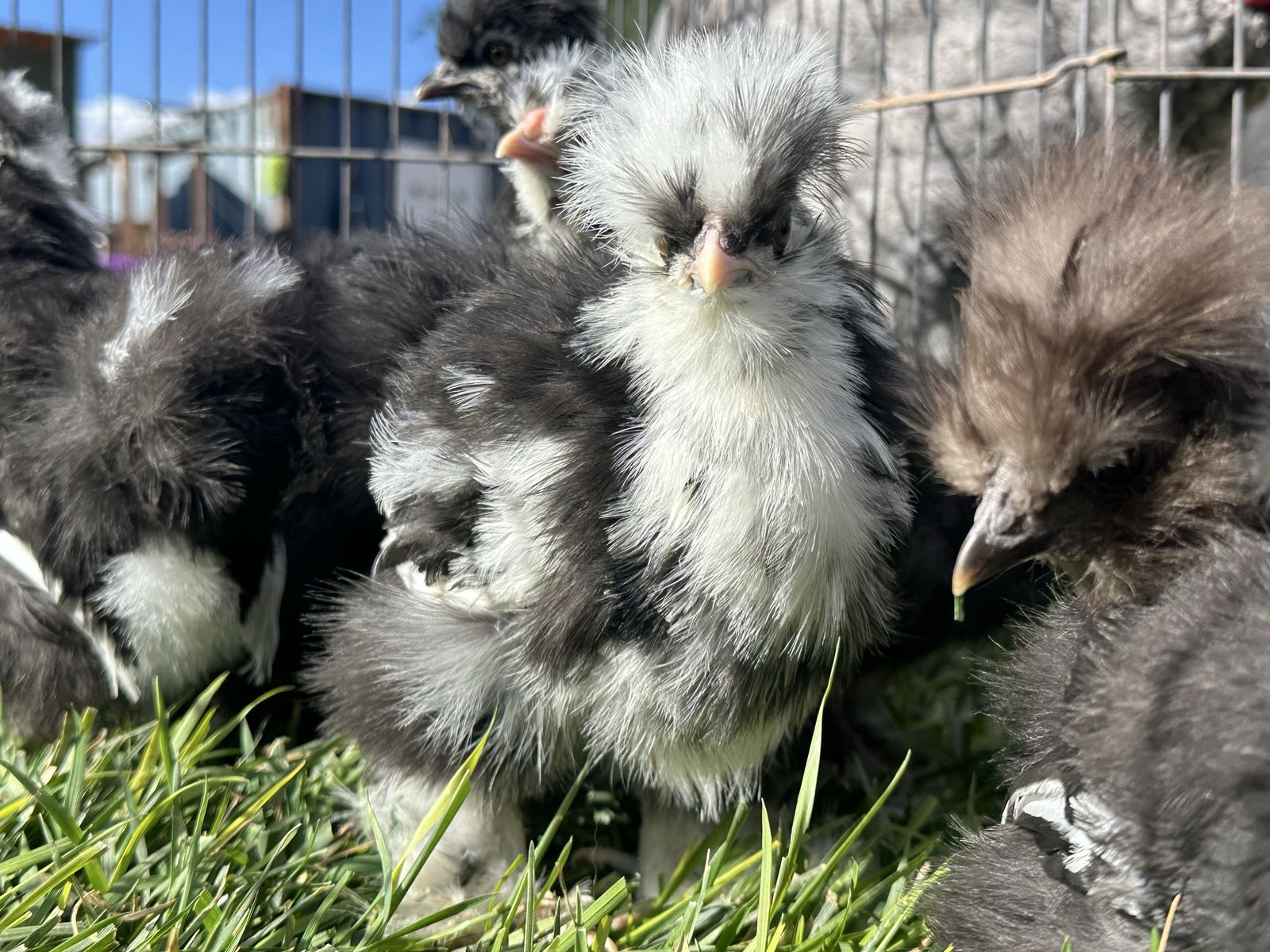 Mottled Silkies