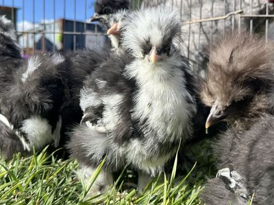 Mottled Silkies