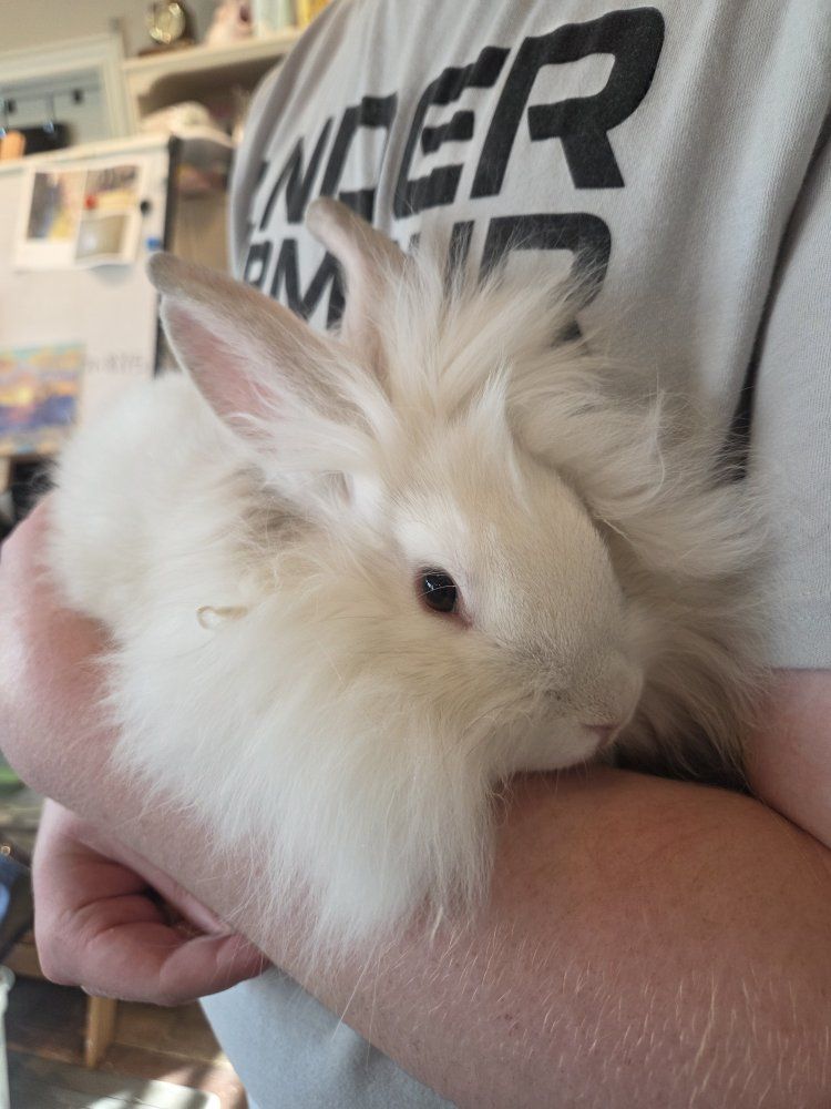 Lionhead Bunny