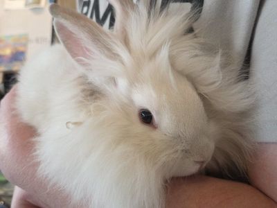Lionhead Bunny