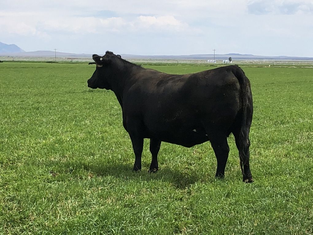 Registered Angus Bred Heifers