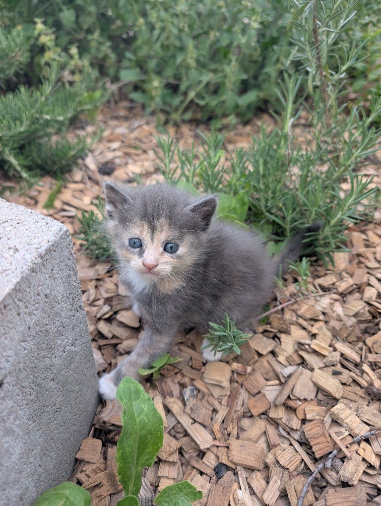 Adorable Farm Kittens