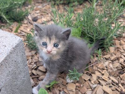 Adorable Farm Kittens