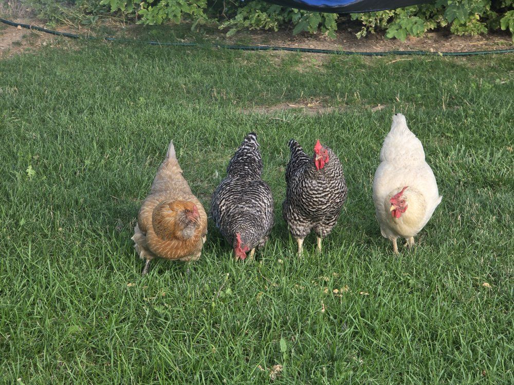 4 chickens