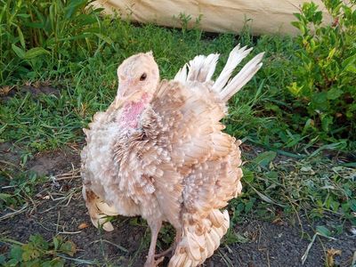 Heritage Turkey Poults