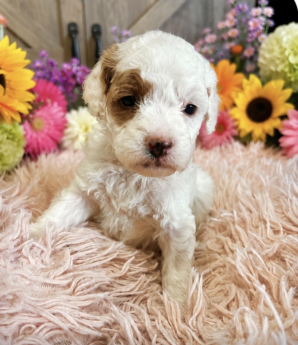 Micro Mini Goldendoodle Puppies, training started, health/DNA tested. Golden doodle puppies