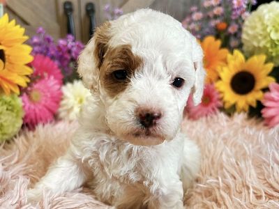 Micro Mini Goldendoodle Puppies, training started, health/DNA tested. Golden doodle puppies