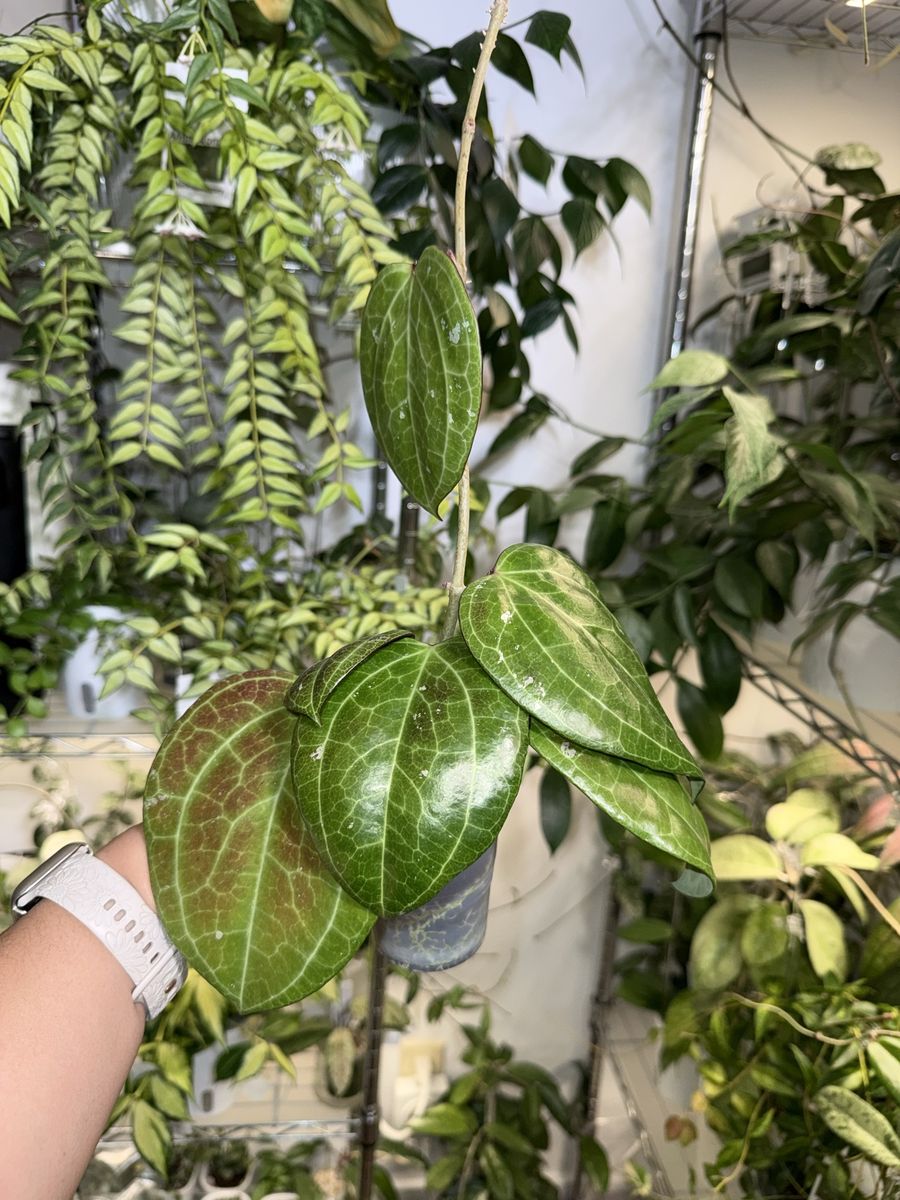 Hoya latifolia (from Sarawak) - Plant