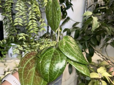 Hoya latifolia (from Sarawak) - Plant