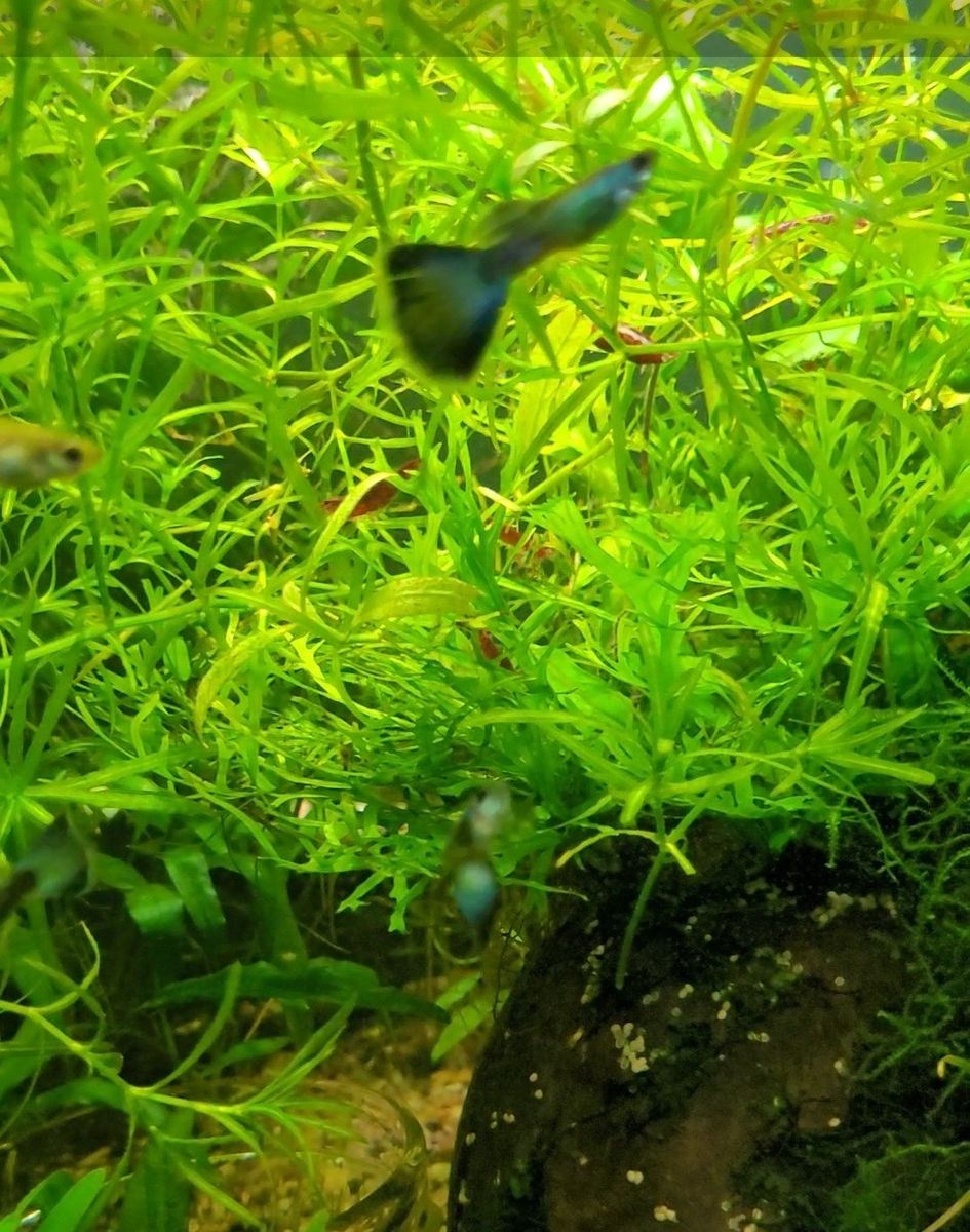 Guppy grass