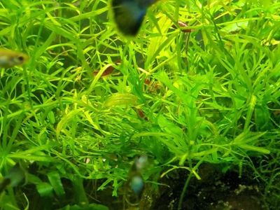 Guppy grass