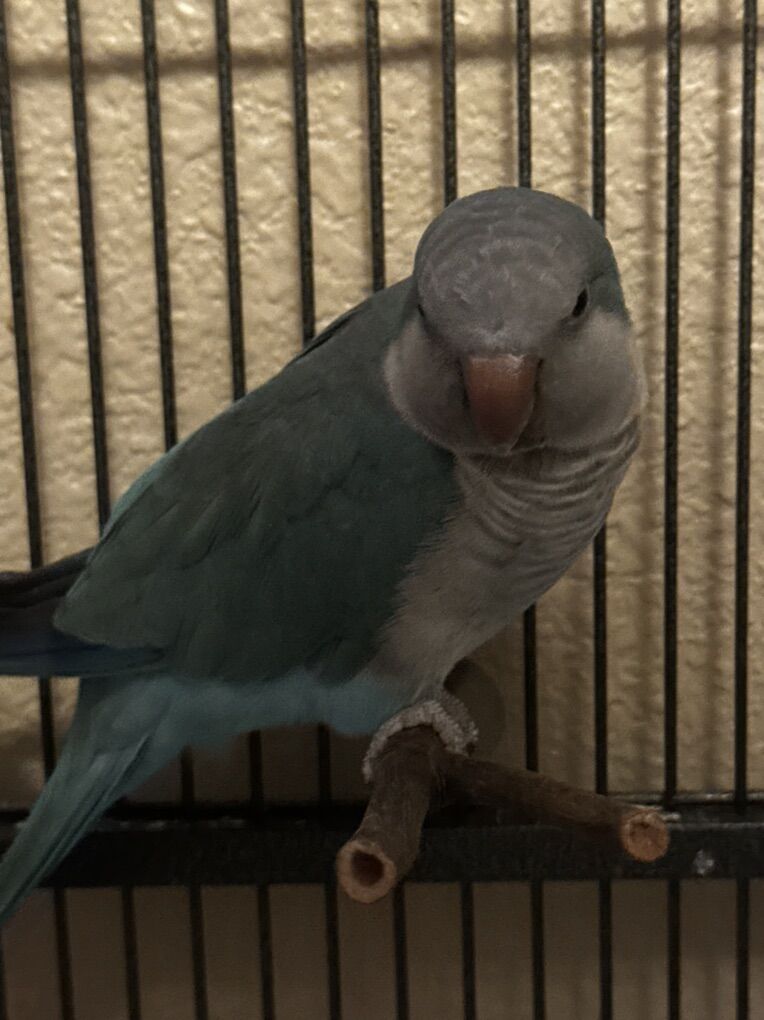 Quaker Parrot