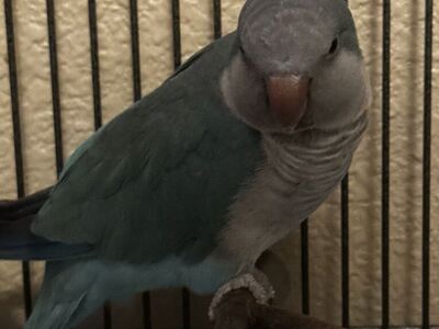 Quaker Parrot