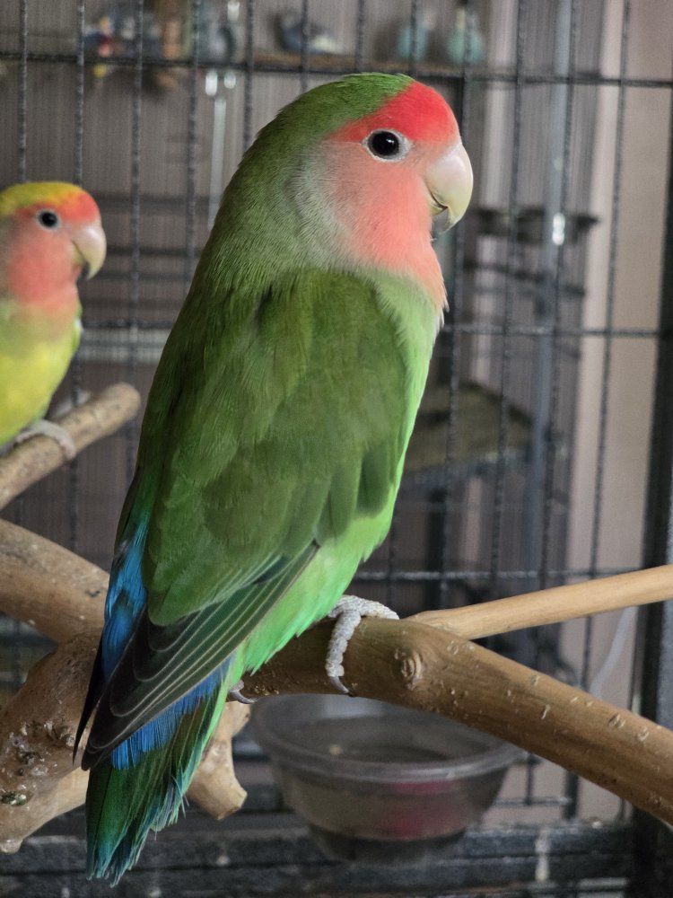 Rosy-faced Lovebirds