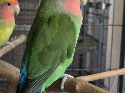 Rosy-faced Lovebirds