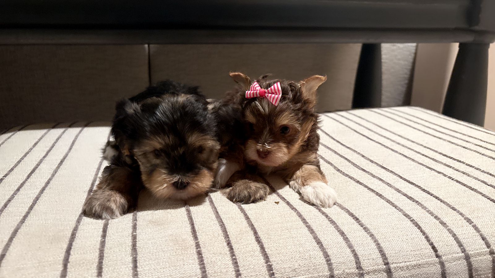 Yorkies
