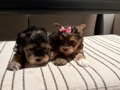 Yorkies