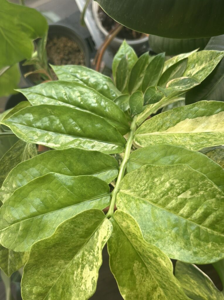 Wildform Variegated Zz