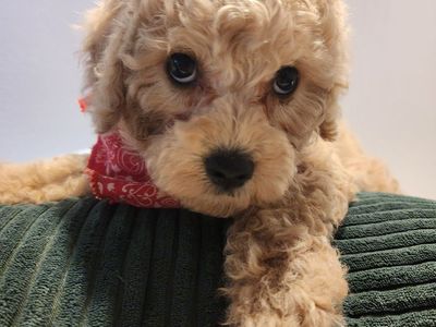 EASTER SPECIAL PRICE TO SELL 1299.00 MINI CAVAPOO REDUCED PRICEDE