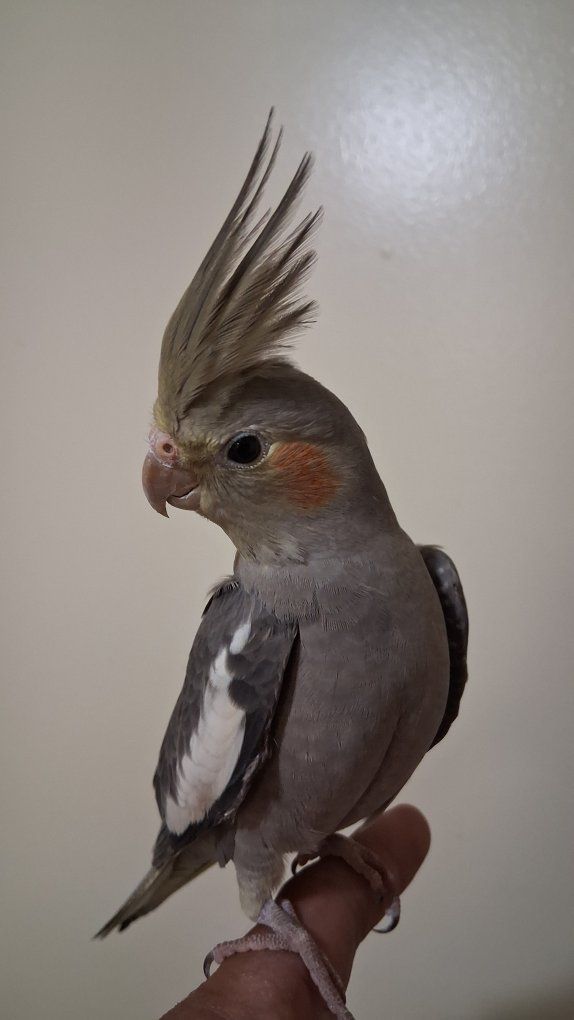 Male Baby cockatiel