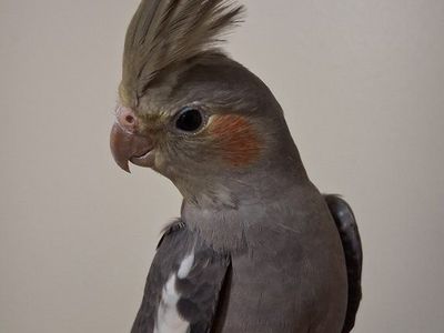 Male Baby cockatiel