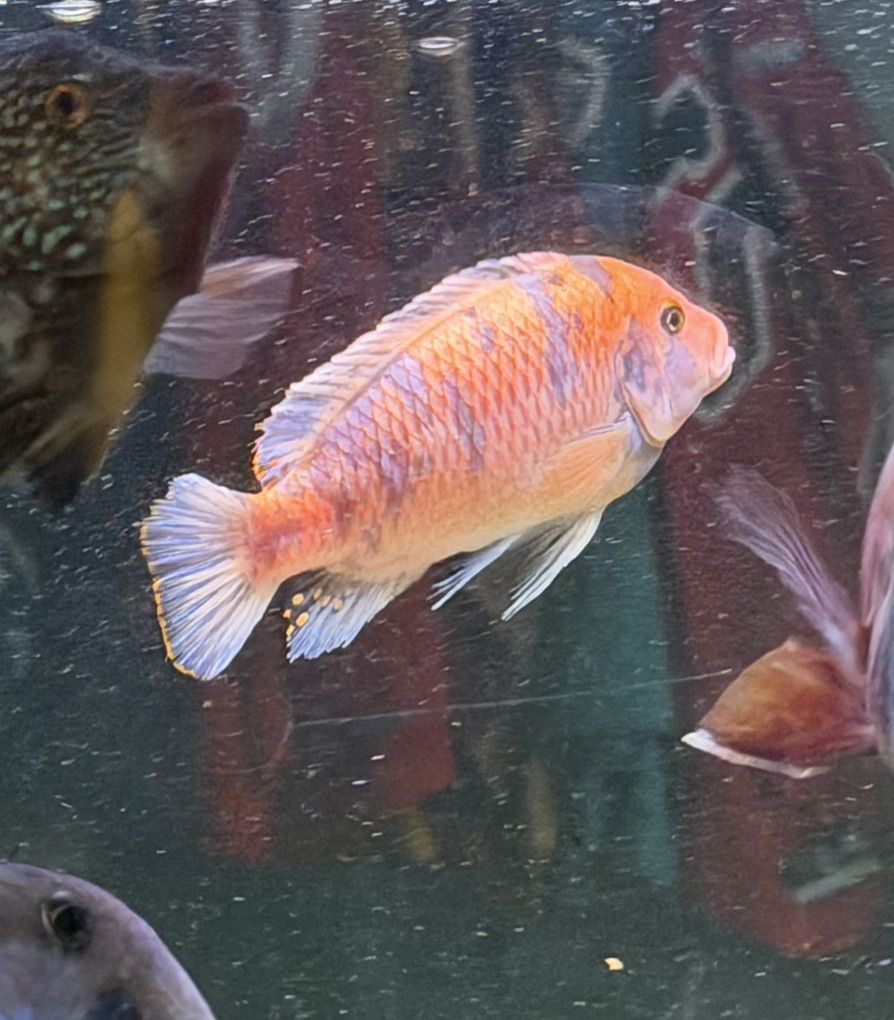 African Cichlids - Large 7$