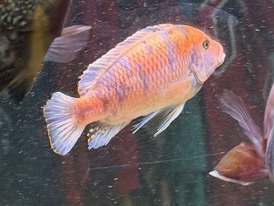 African Cichlids - Large 7$