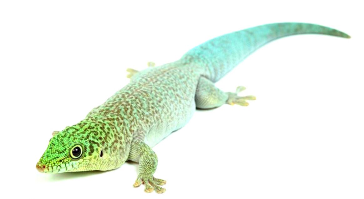 Female Standingi Gecko